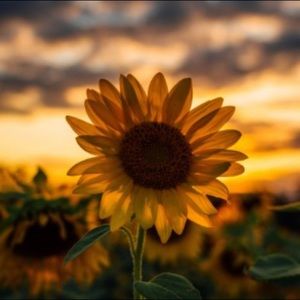 Meet your Posher, Lilian